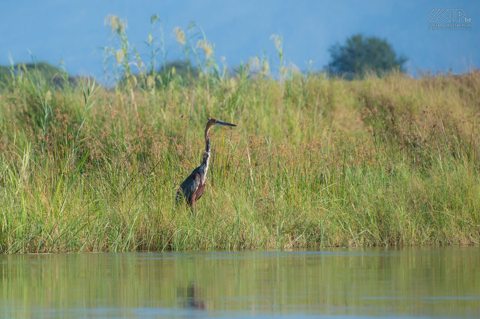 Lower Zambezi - Goliath heron The goliath heron (Ardea goliath), also known as the giant heron, is the largest heron in Africa. They are solitary foragers and very territorial. Stefan Cruysberghs